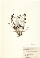 藏品(梅花草)的圖片